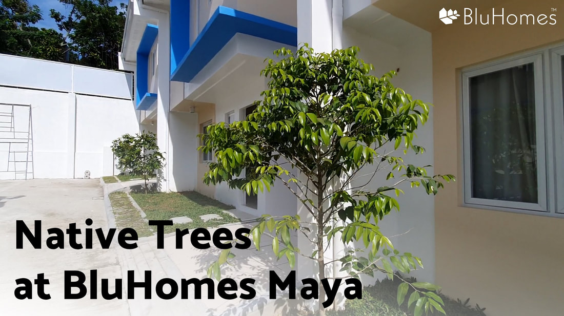 Philippine Native Trees at BluHomes Maya