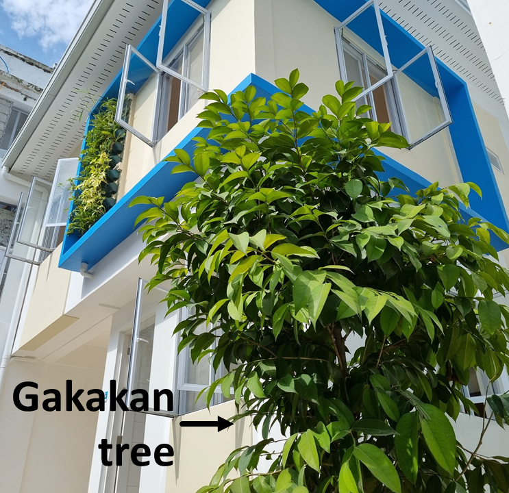 Native Tree of BluHomes Gakakan